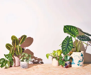 5 reasons why your indoor plants might be dying