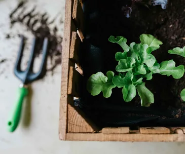 These are the best fruits and vegetables to plant in your garden this July
