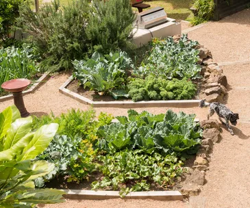 Here are the best vegetables to plant and harvest in your garden in August