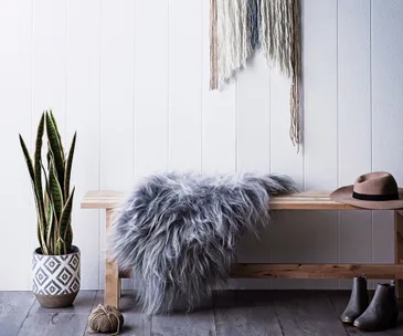 Here’s why snake plant is the spiky greenery your home needs