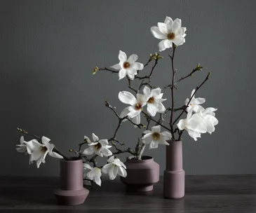 Tulip magnolia is the spring bloom to have in your home