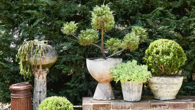 Outdoor pot plants