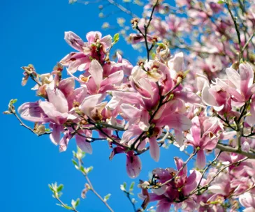 Tick these garden tasks off your list this October