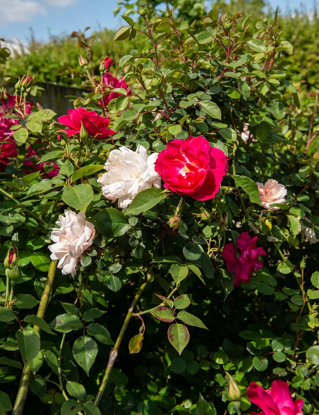 Lockwood home Christmas, Primm Gardens flower farm