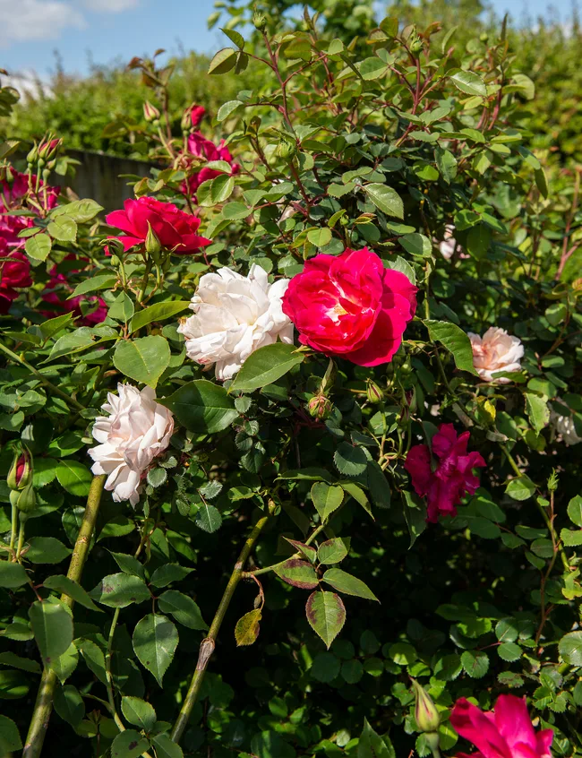 Lockwood home Christmas, Primm Gardens flower farm