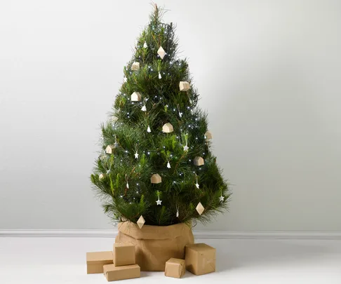 How to keep Christmas tree alive