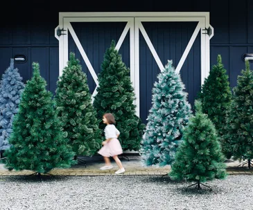 Should you buy an artificial Christmas tree or a real tree this December?