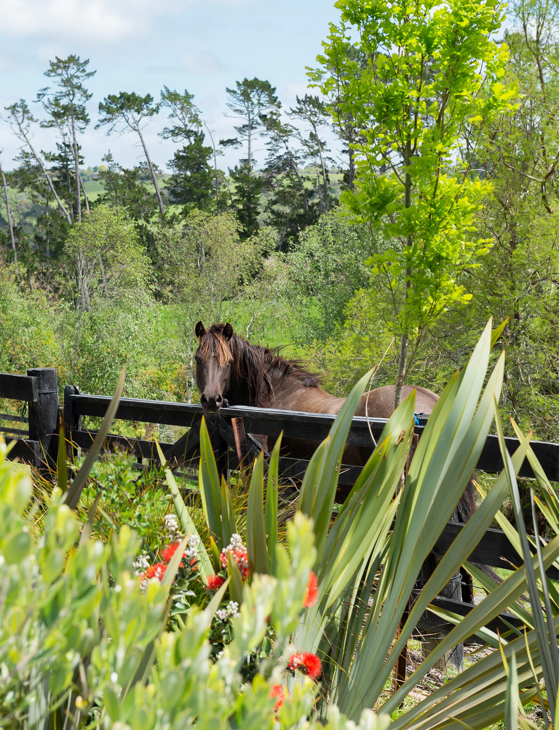 Whitford home, horse in paddock