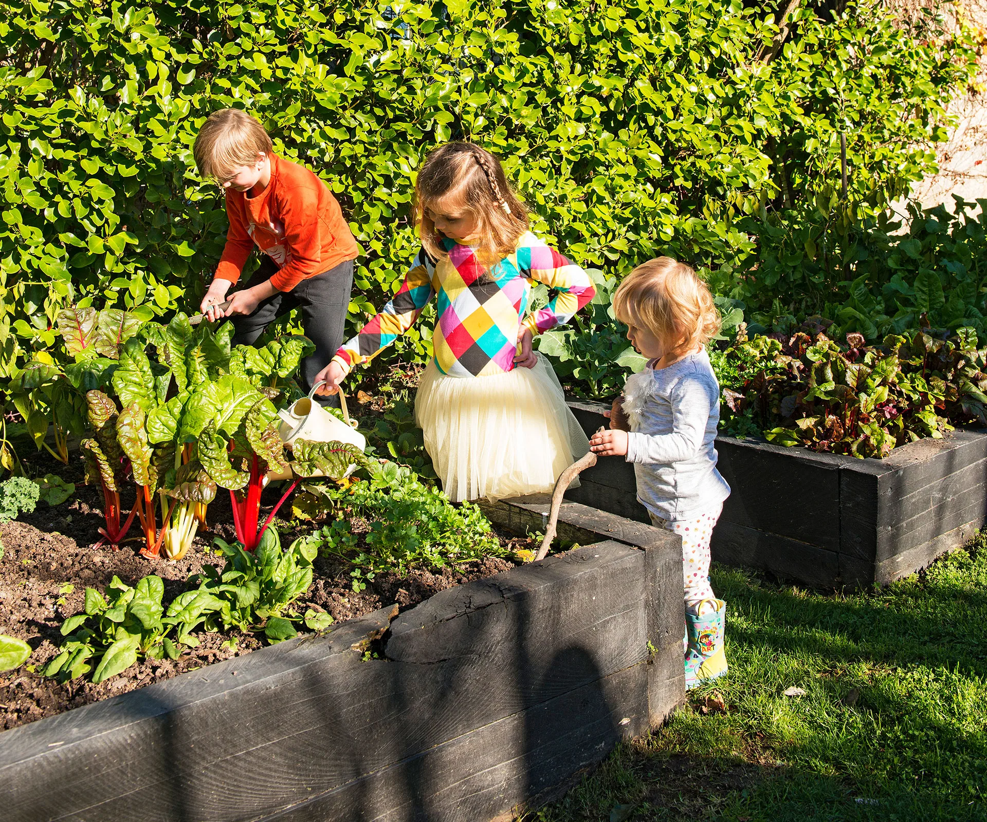 These are the best vegetables to plant in your garden this January