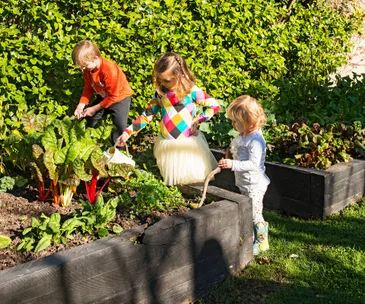 These are the best vegetables to plant in your garden this January