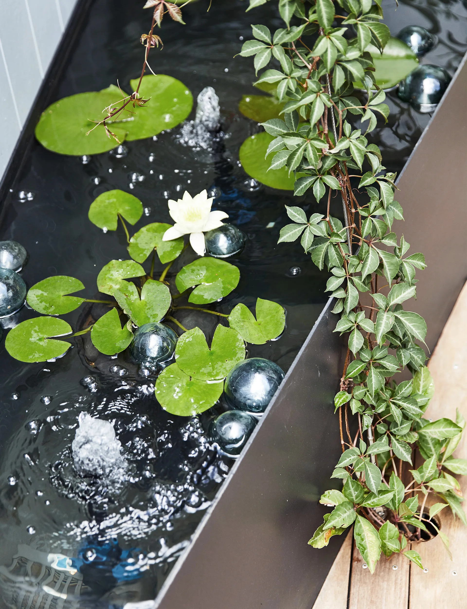 water features, lotus pond