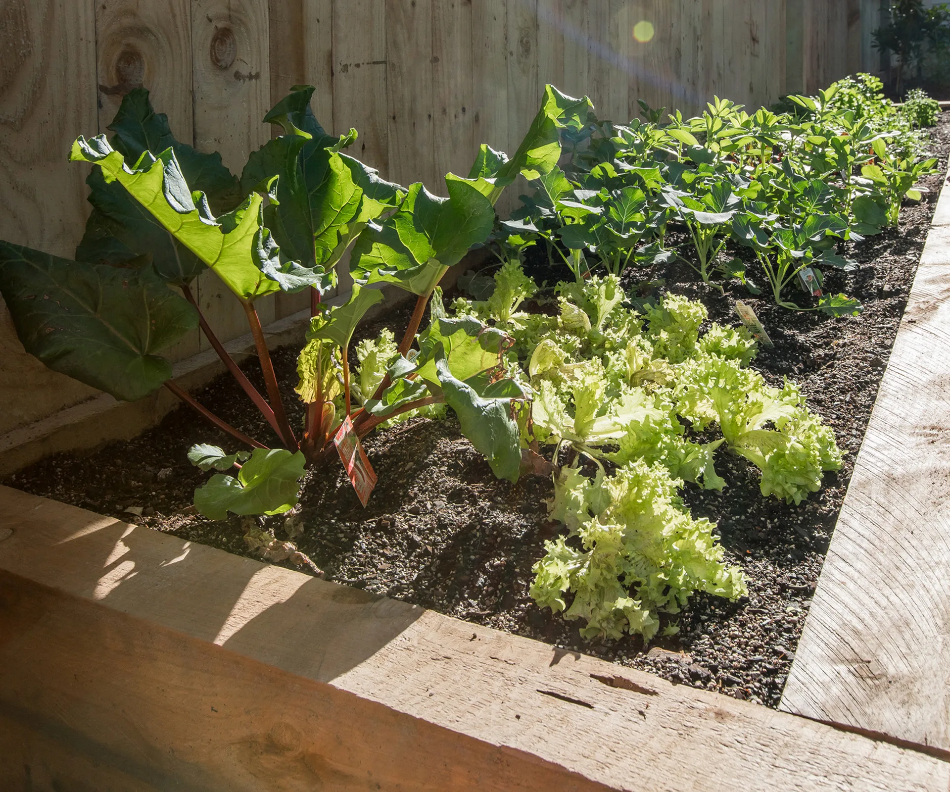 Here are the best vegetables to plant and harvest in the garden this March
