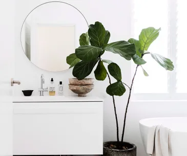 Your ultimate guide to buying, caring and styling indoor plants