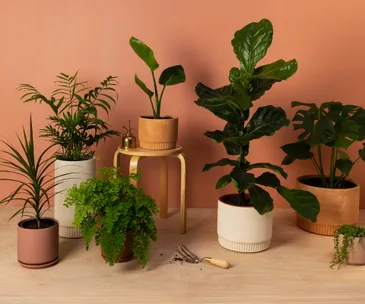 Simple steps to help you repot your indoor plants