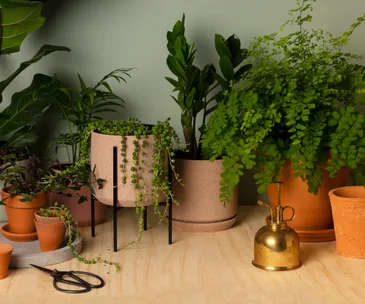 10 of the best indoor plants (and how to keep them alive)