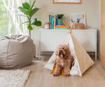 13 stylish pet beds that you will be happy to have in your home