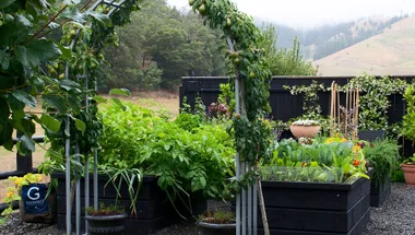 How this Blenheim homeowner created the ultimate potager garden