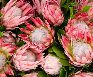 These 7 simple tips will ensure your gifted flowers stay fresh longer
