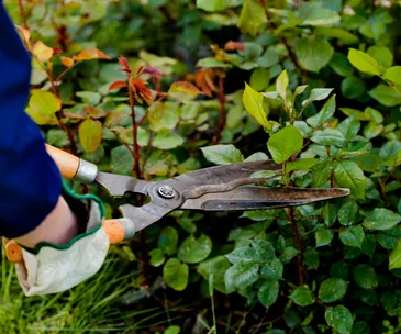 12 must-have tools every beginner gardener needs