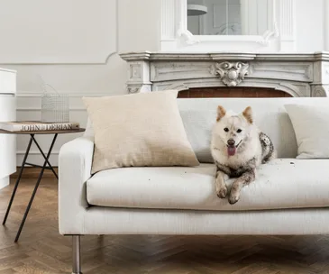 The secret solution to keeping your couch stain-free