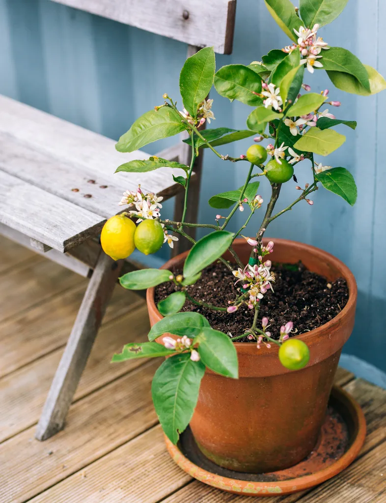A potted lemon tree