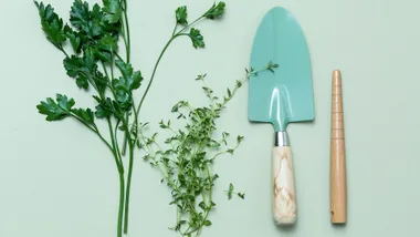 How to make sure your fave kitchen herbs thrive in your garden