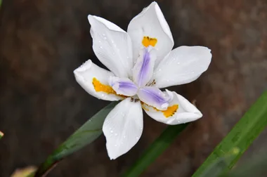Tips for maintaining your garden during the dry season