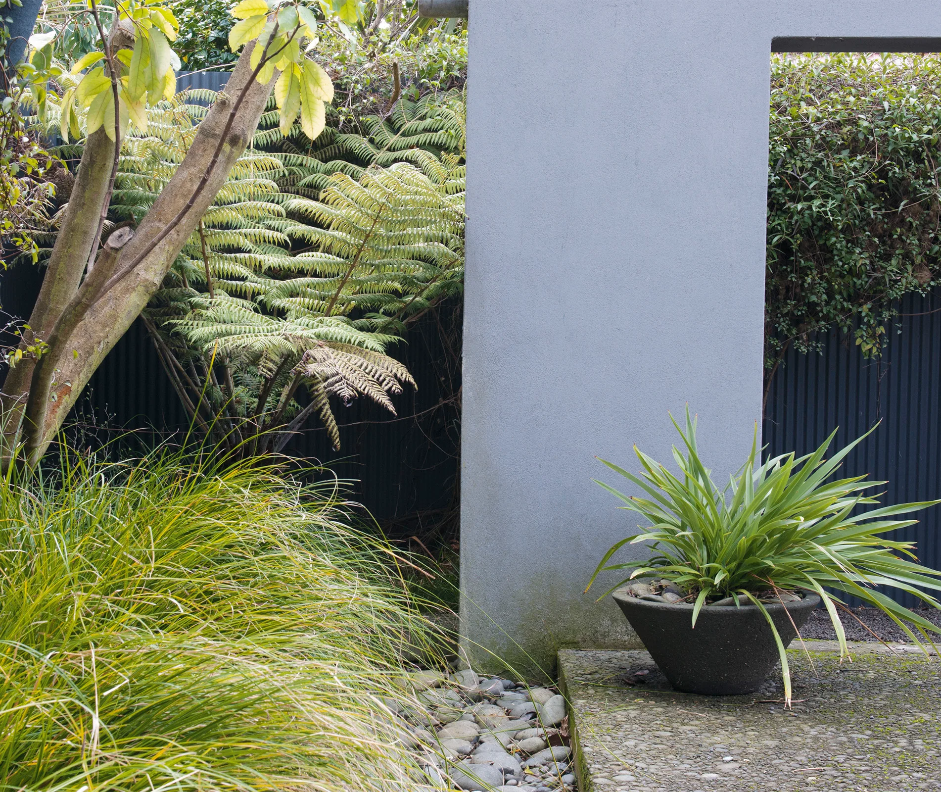 A lush garden scene with a variety of green plants, a tree, ferns, and a potted plant against a concrete wall.