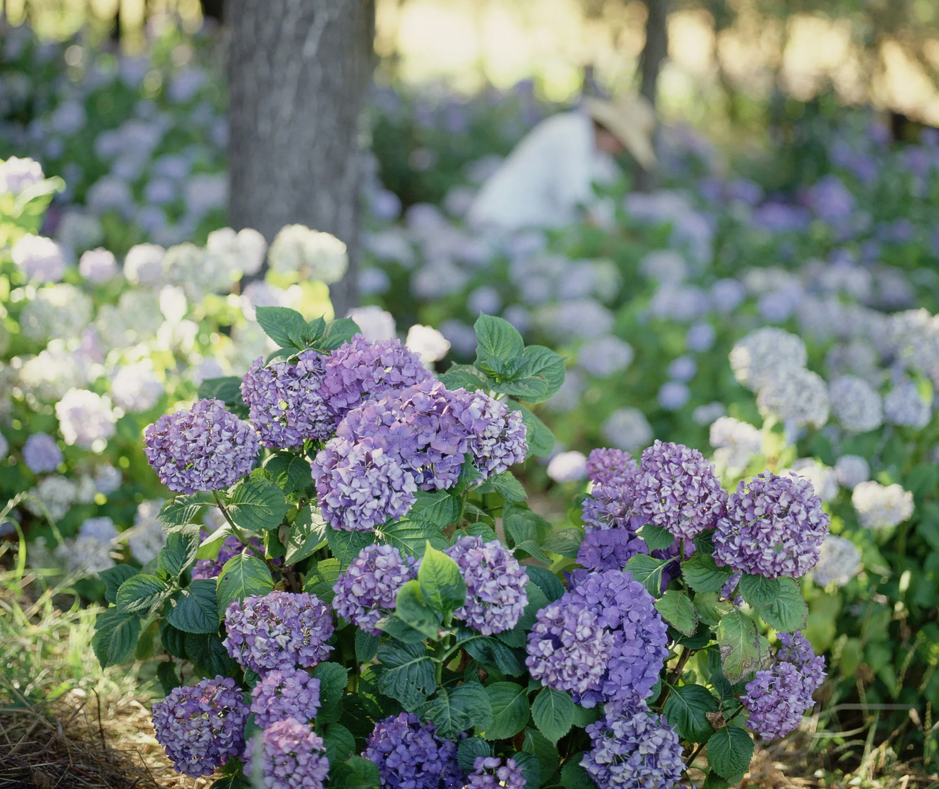 Purple hydrangeas in a garden with blurred background of trees and a person wearing a hat.