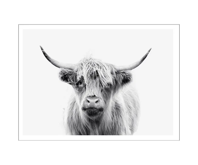 modern black and white home decor photo print of a highland cow
