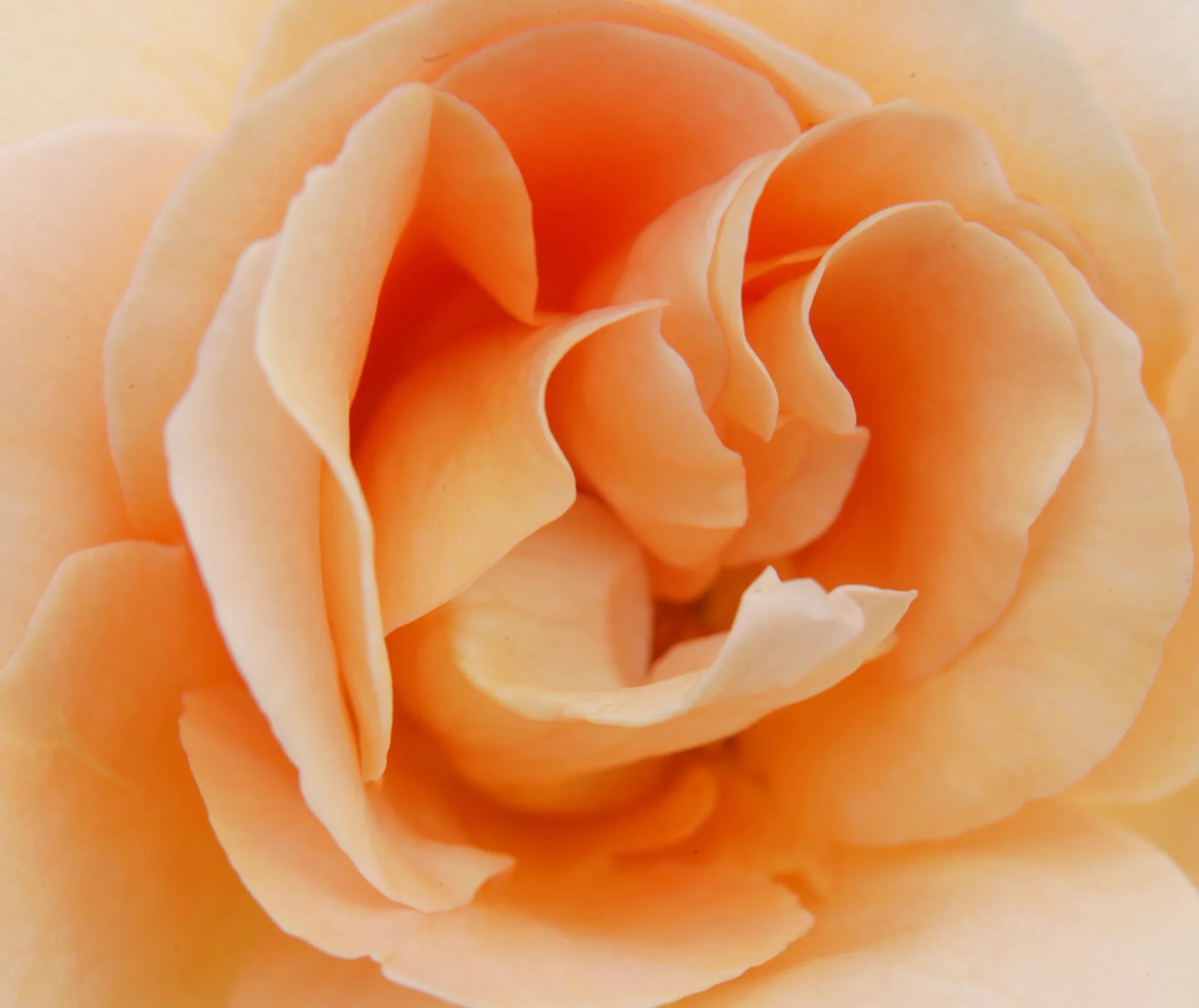 apricot nectar rose
