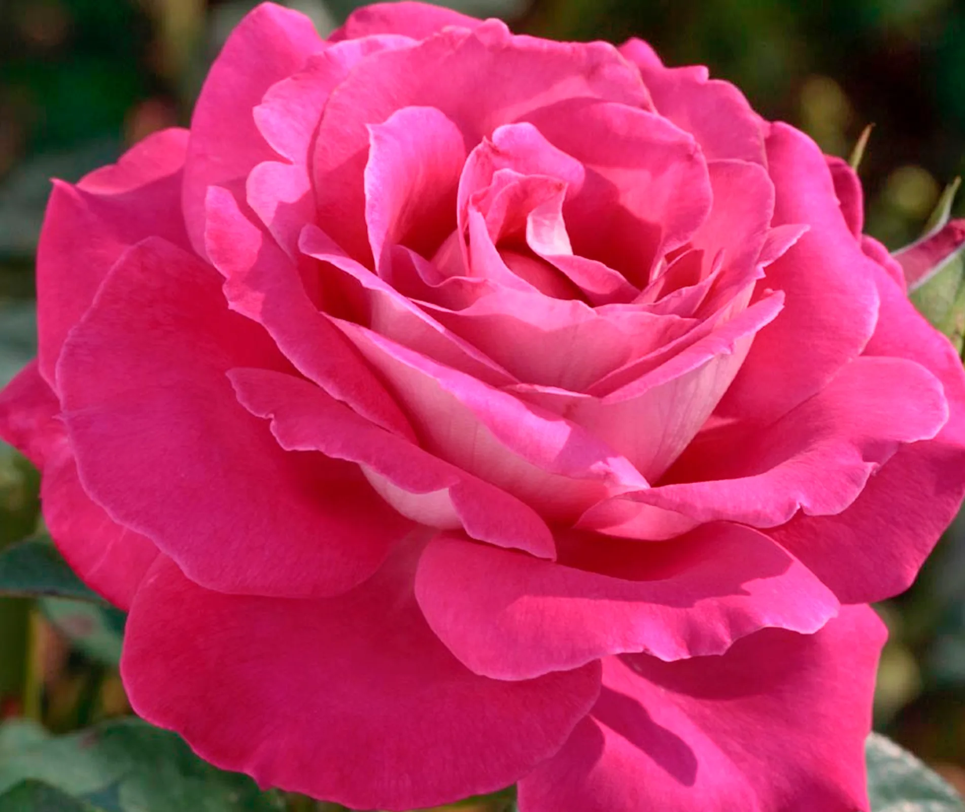 Baronne de Rothschild
