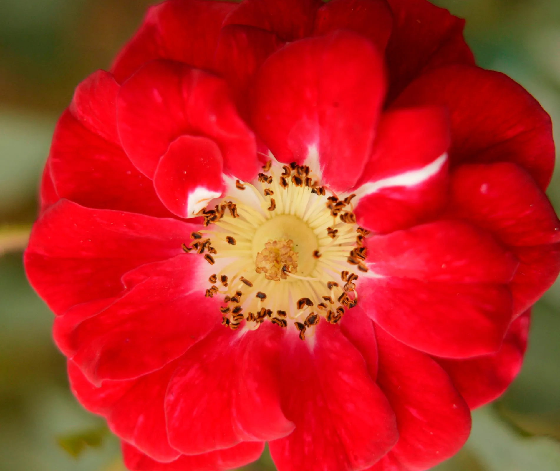 carpet rose