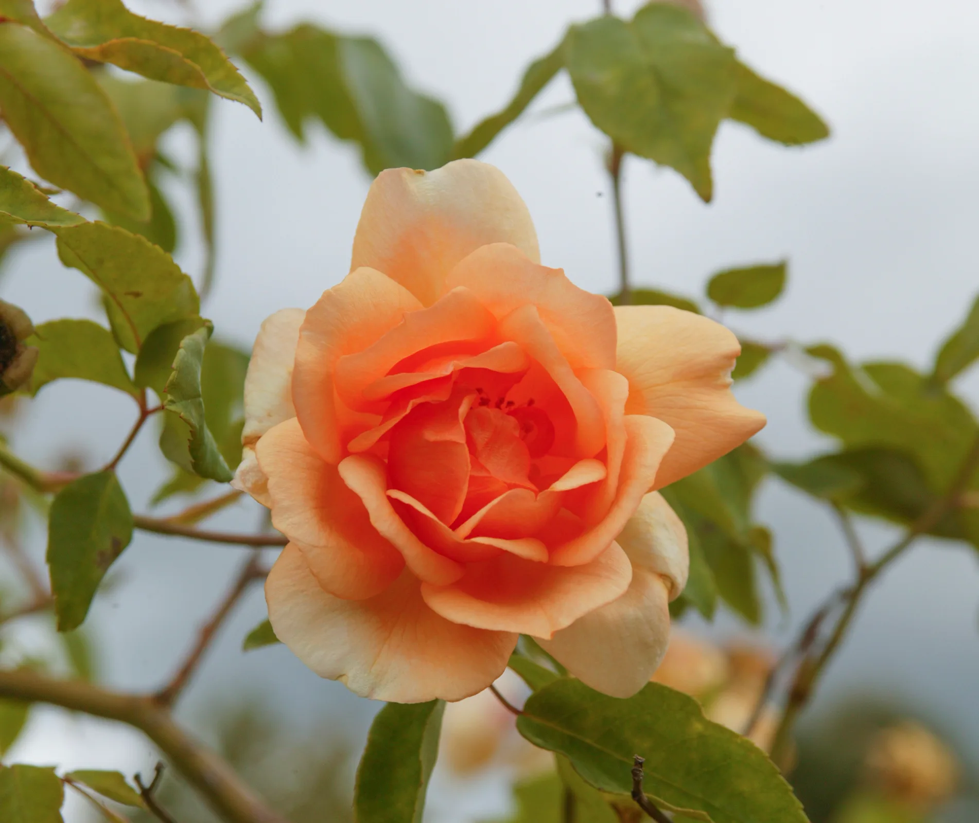 Crepuscule rose