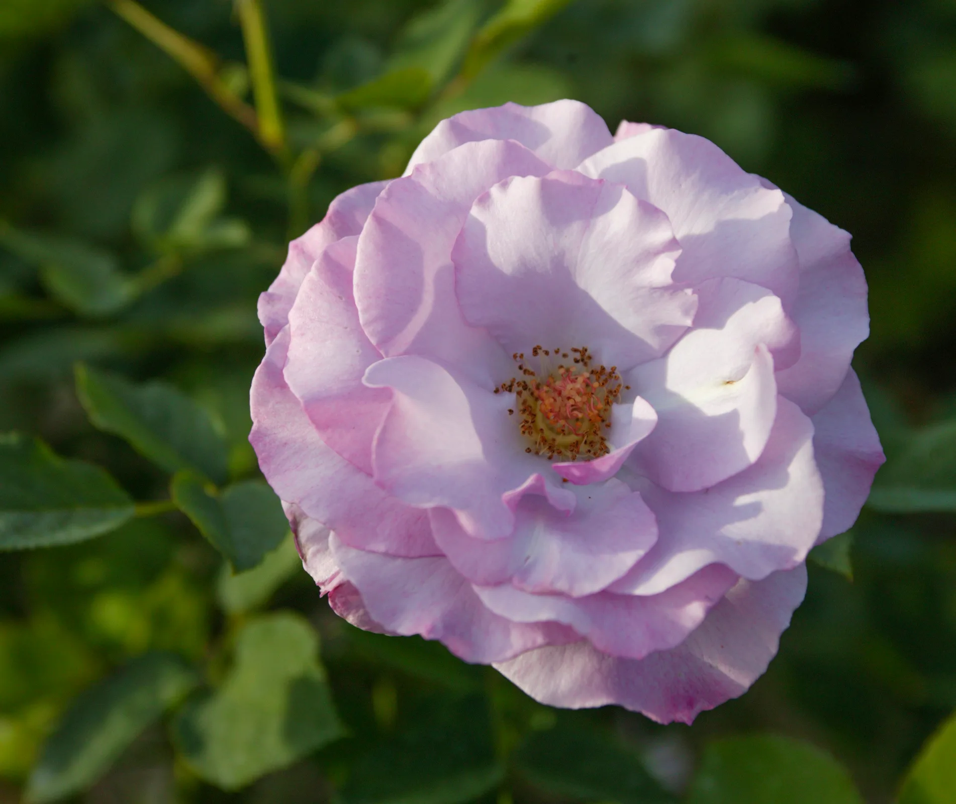 Dioressence rose
