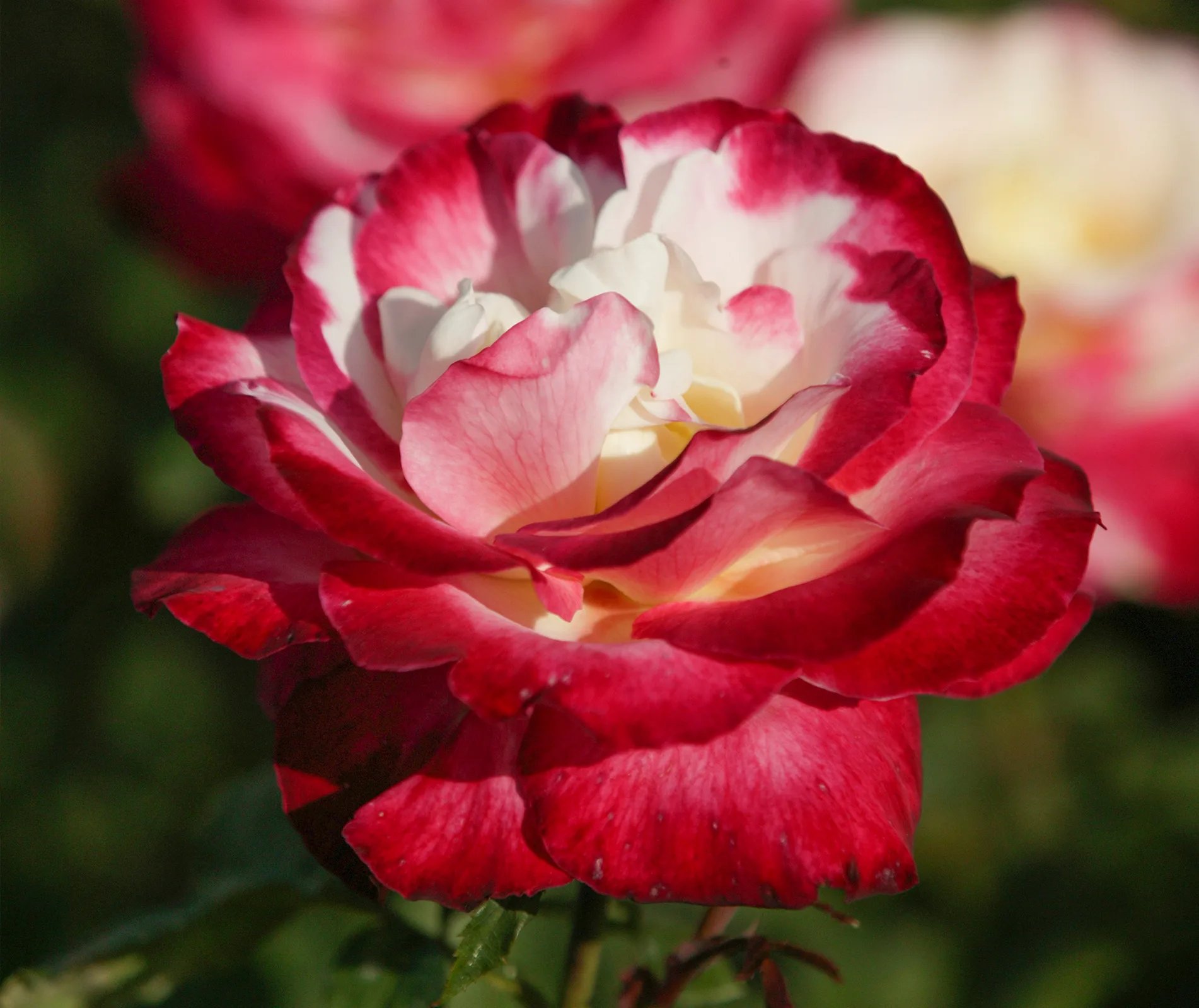 double delight rose
