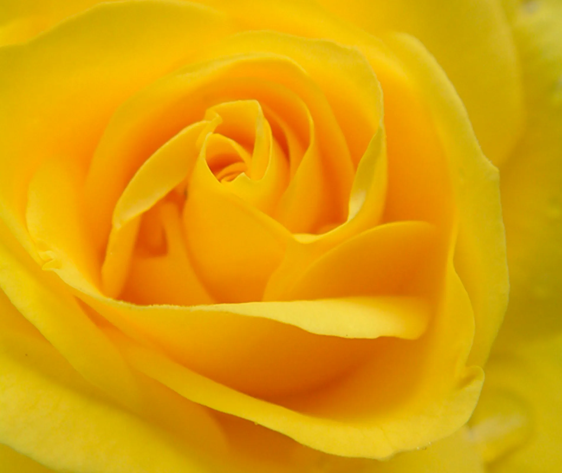freisia rose