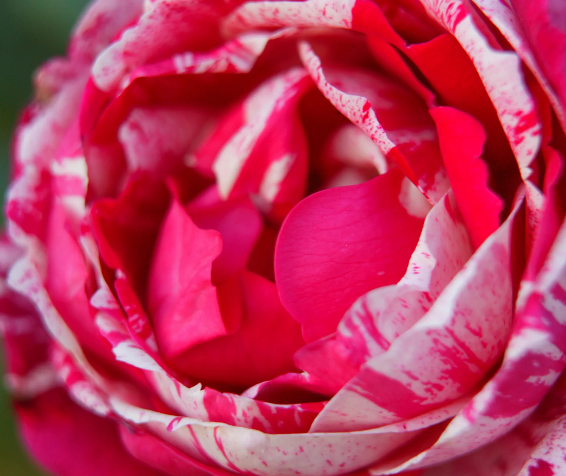 henri matisse rose