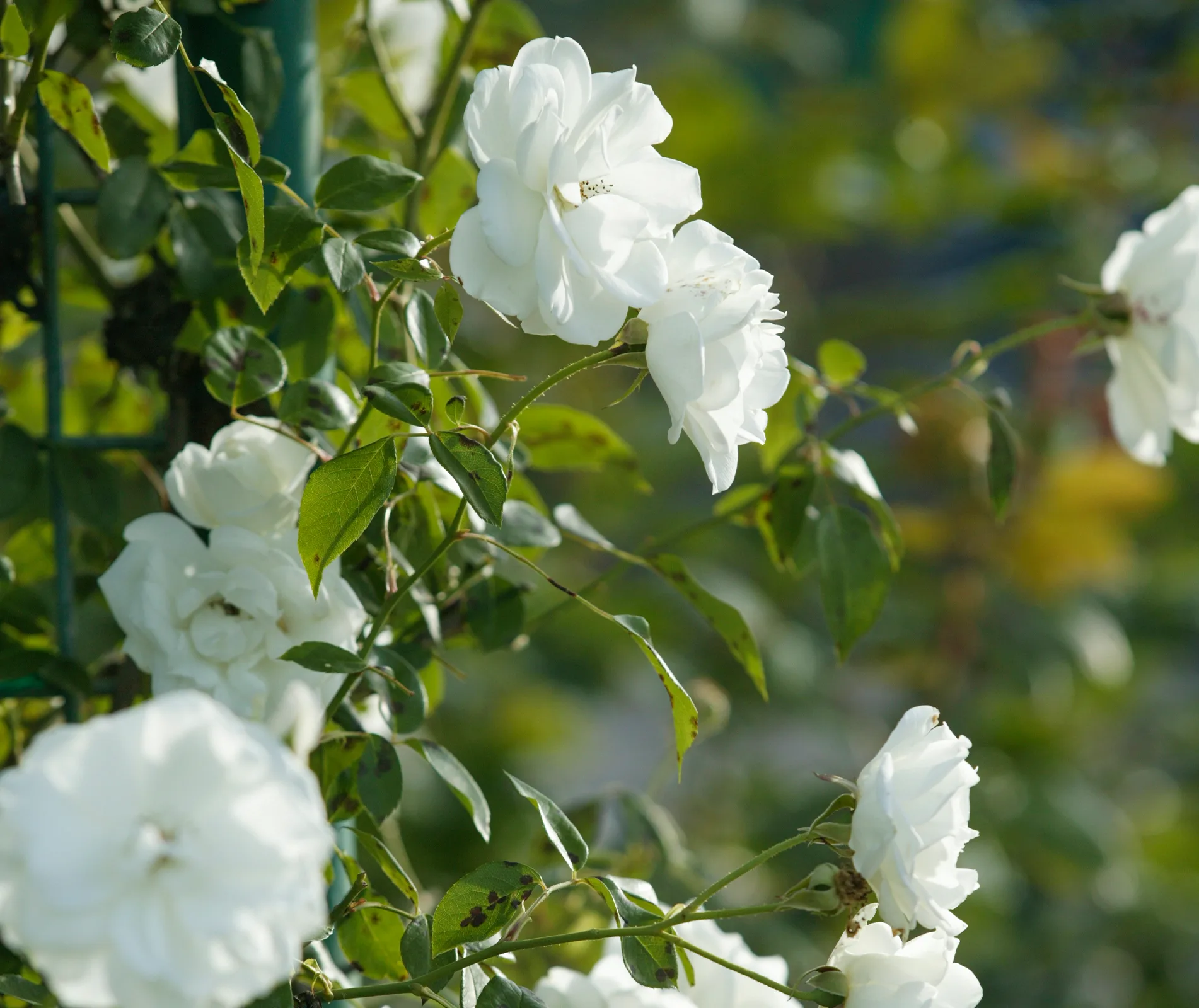 iceberg rose