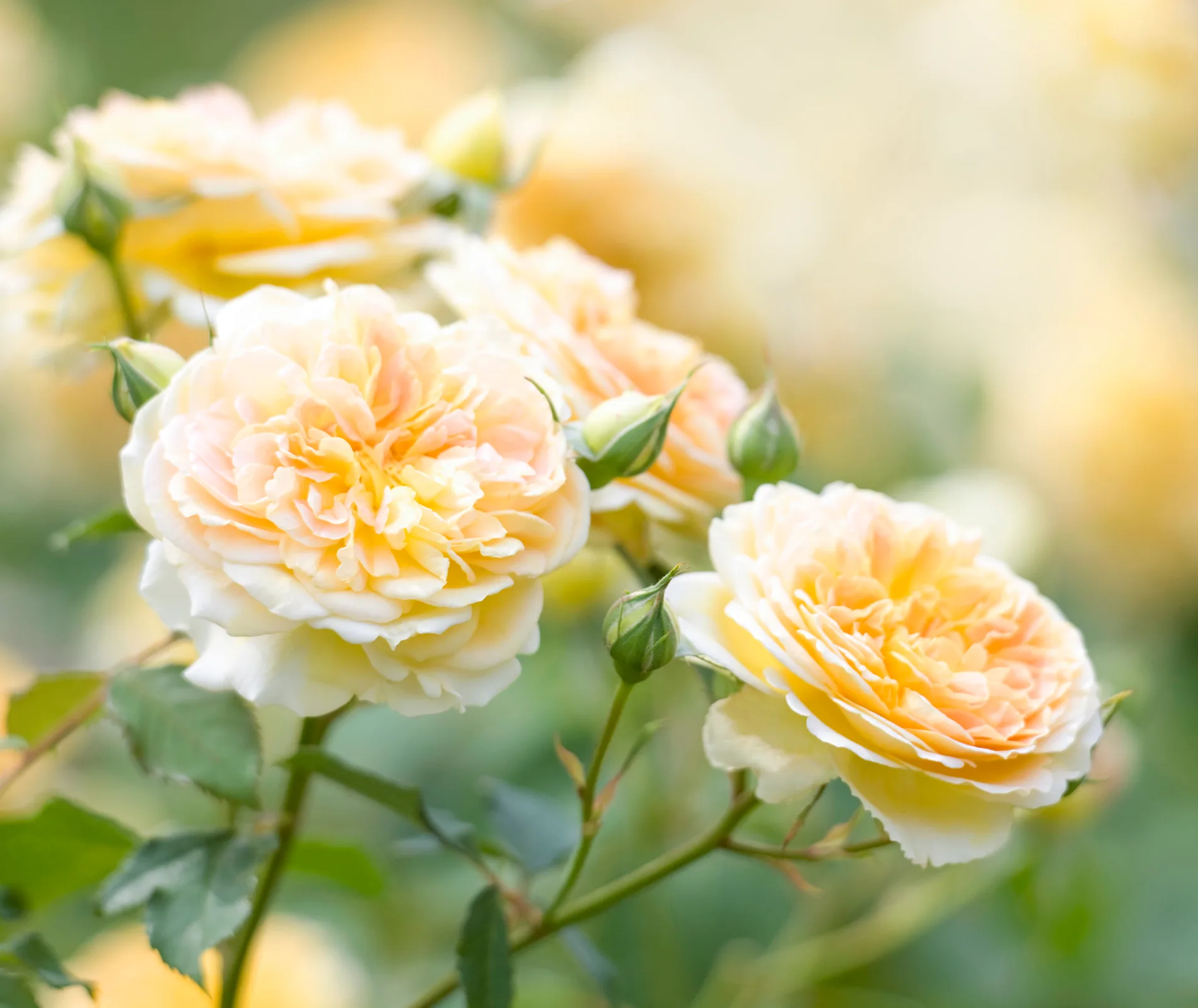 molineux rose