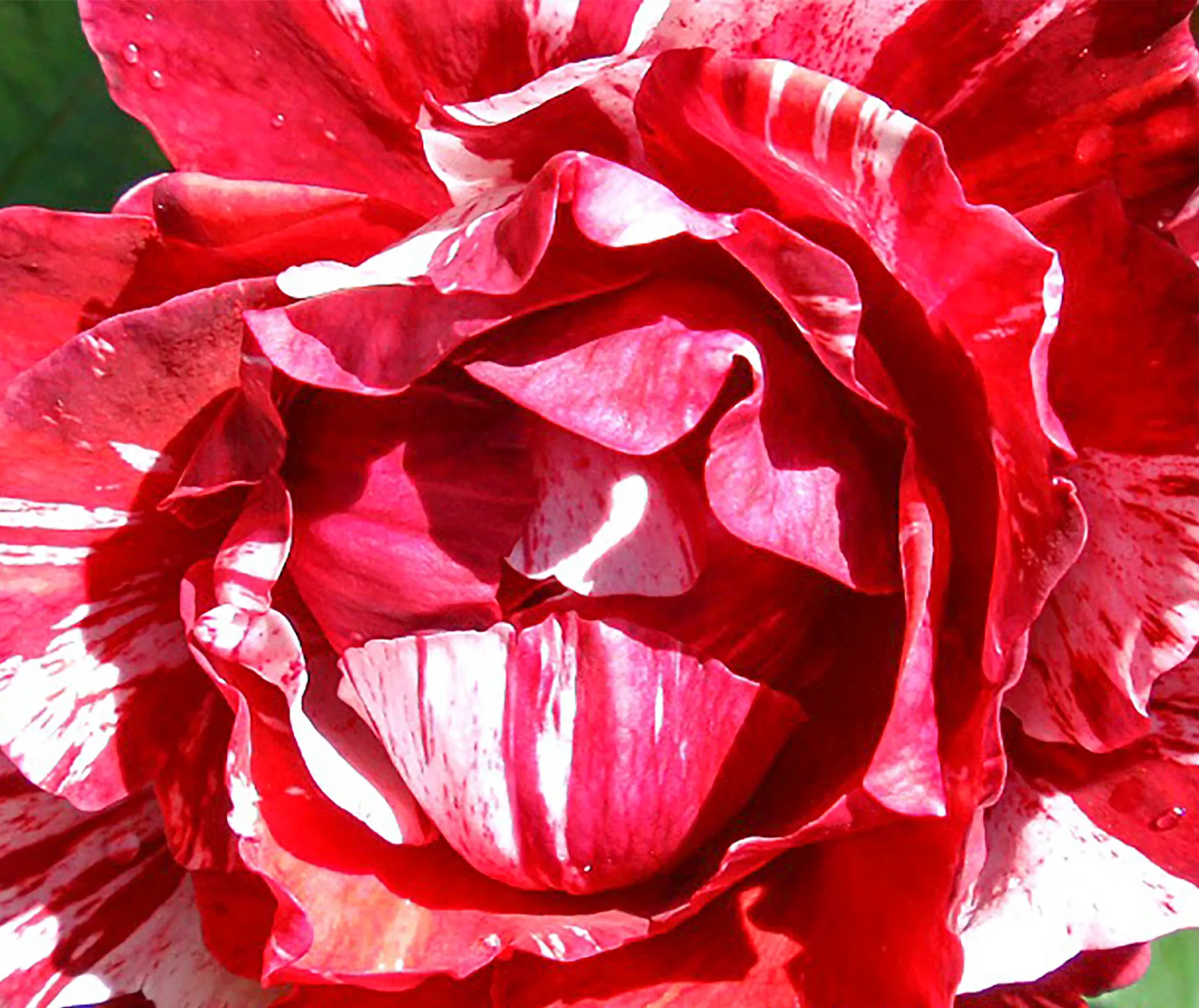 Paul gaugin rose
