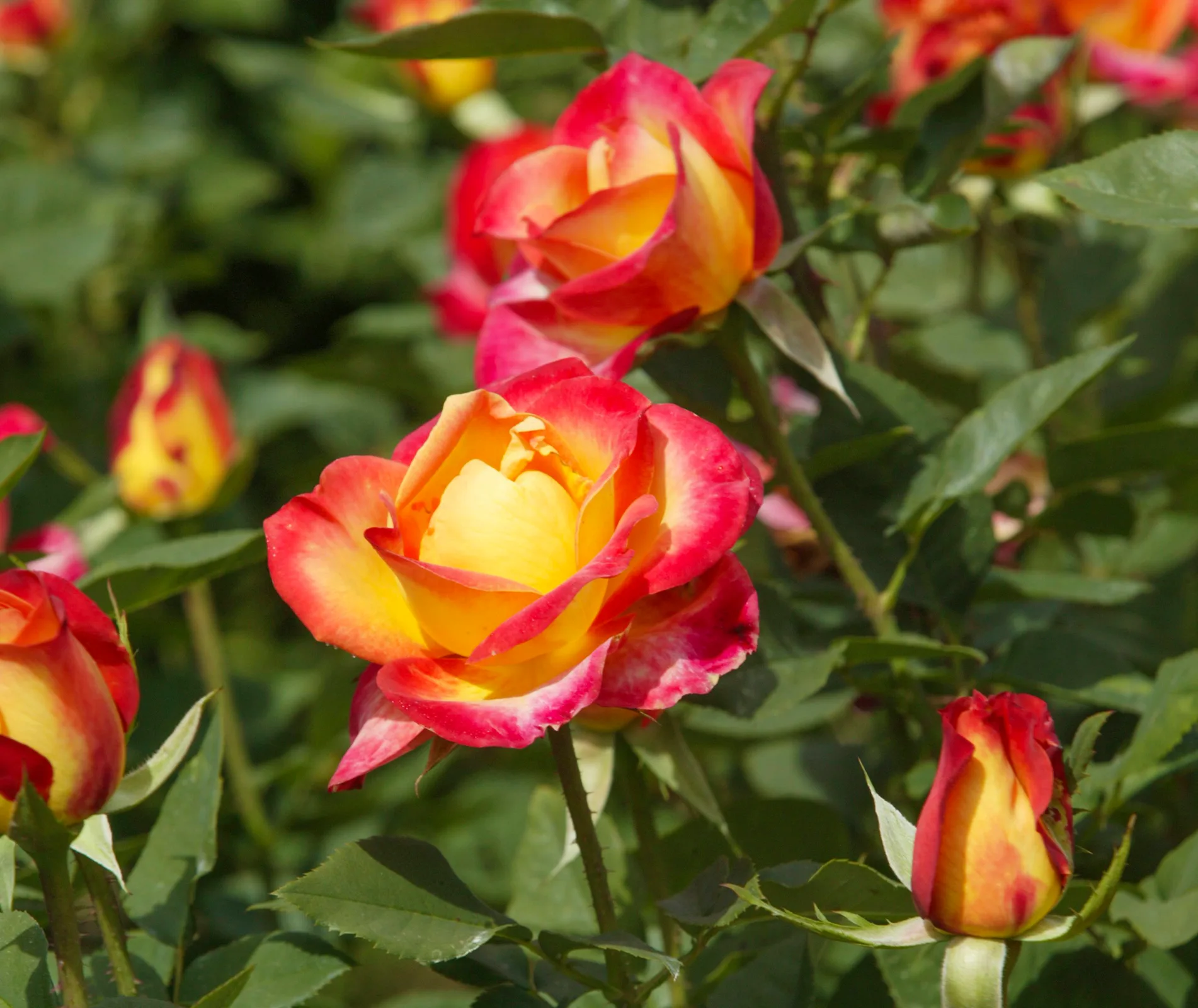 perfect moment rose