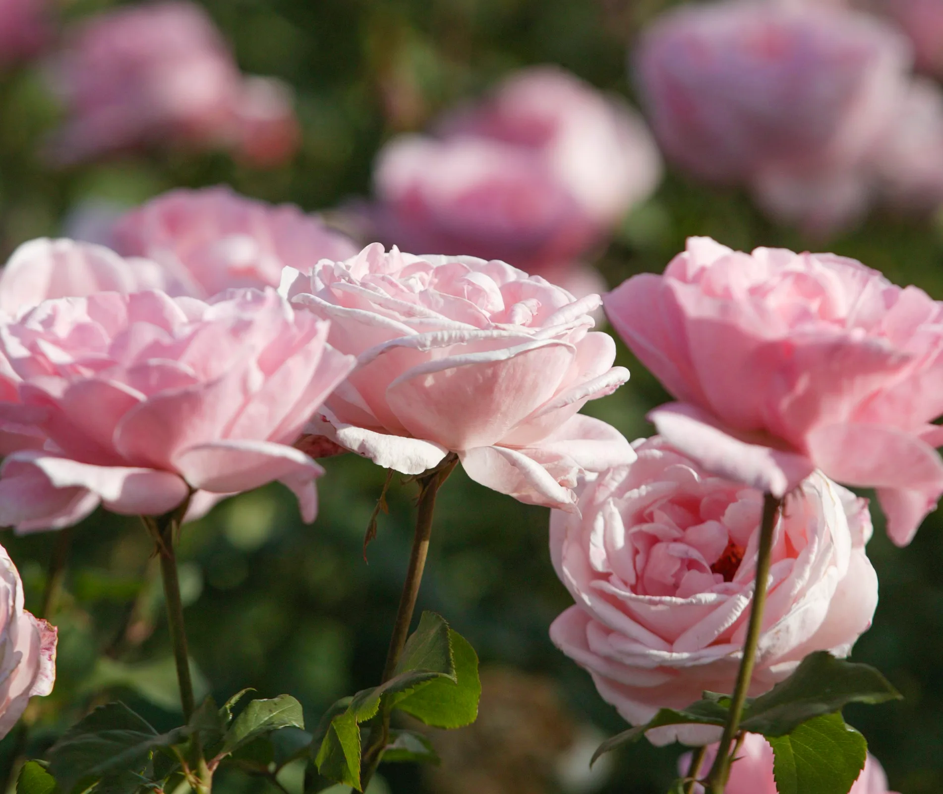 Queen Elizabeth rose