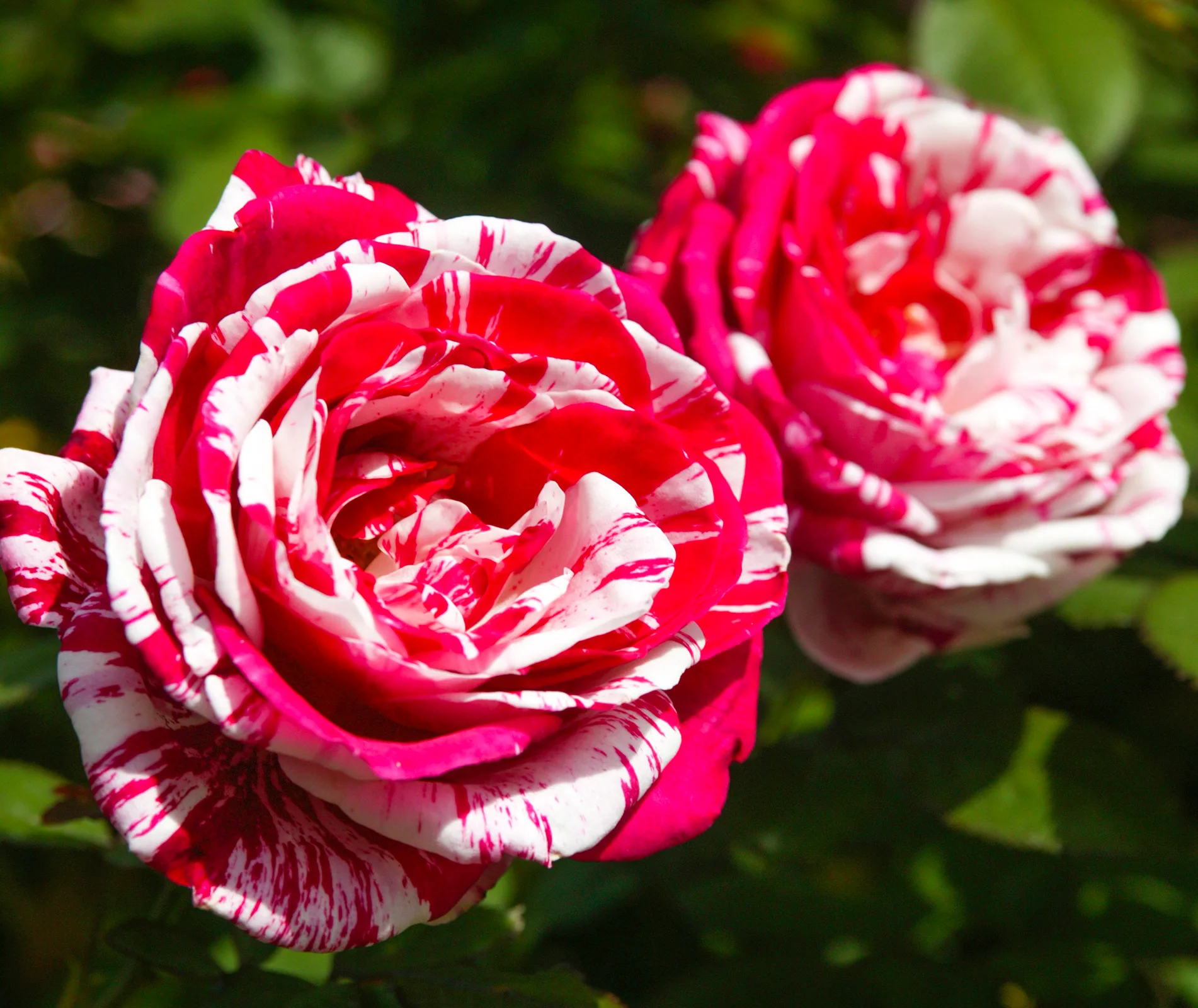 scentimental rose