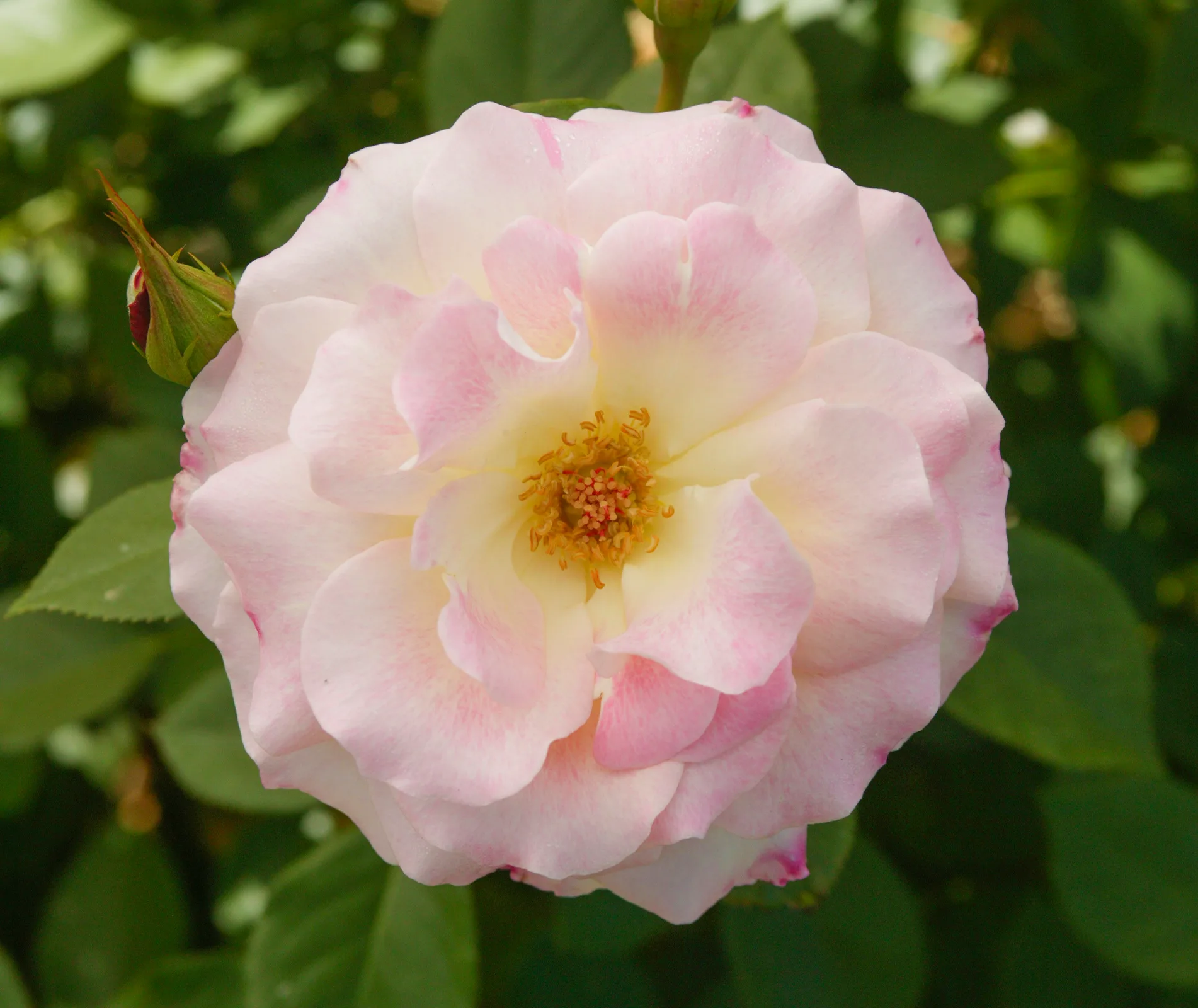 Seduction rose