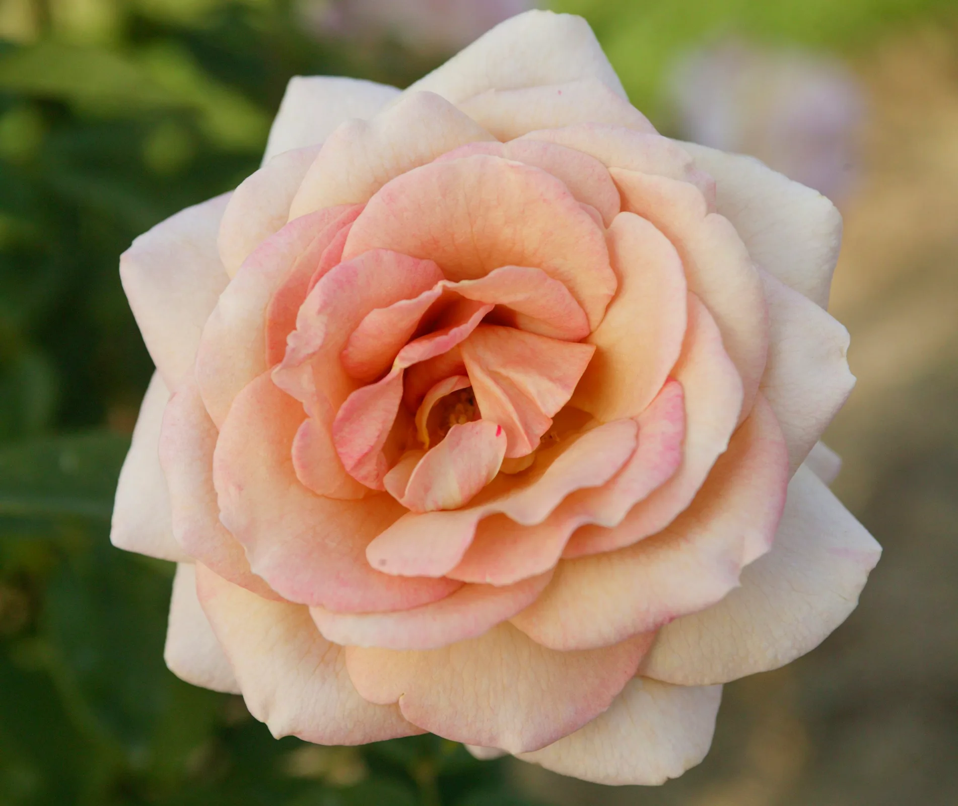 spiced coffee rose