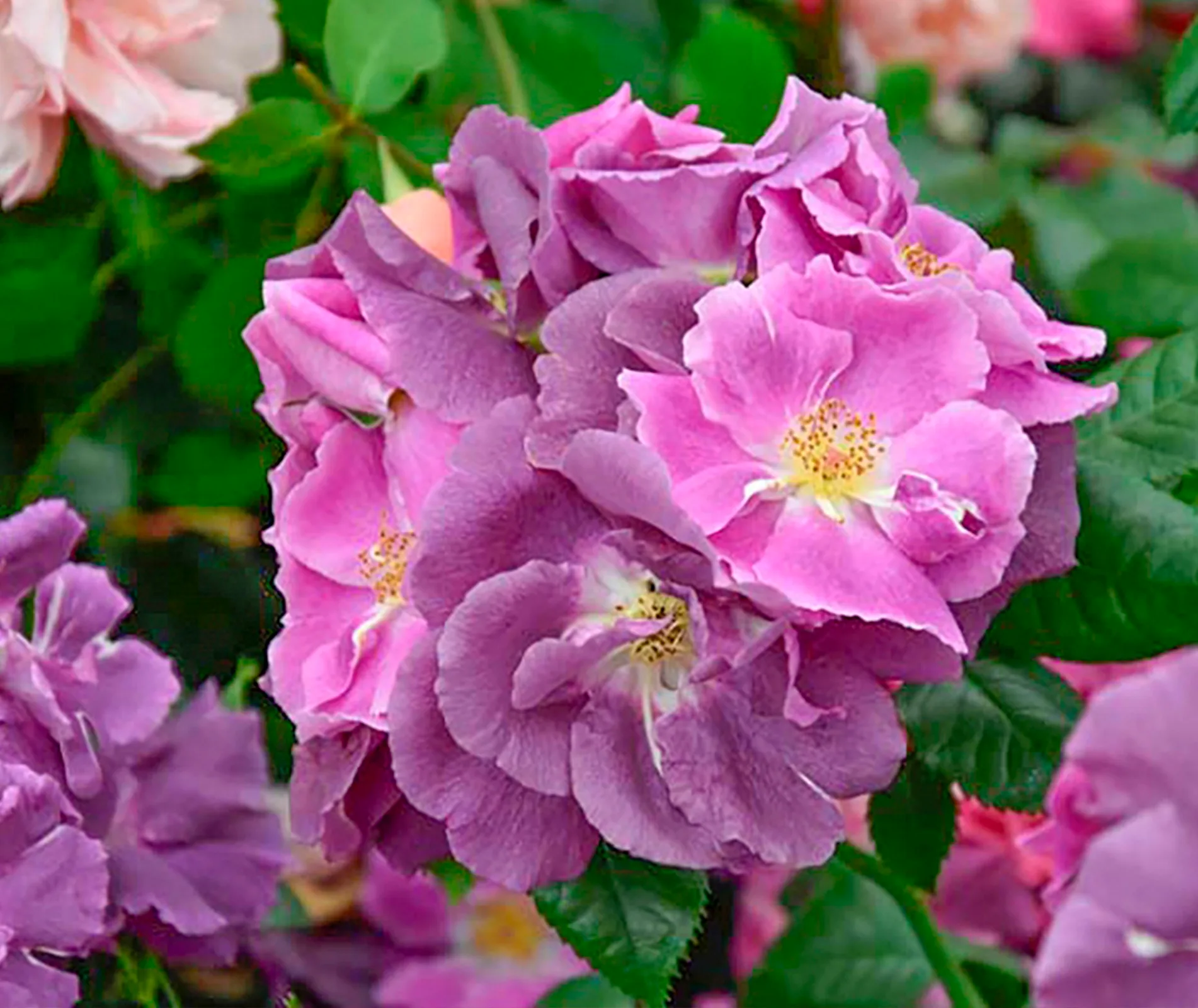 Veilchenblau rose