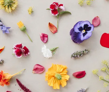 Various colorful edible flowers and petals arranged on a light surface.
