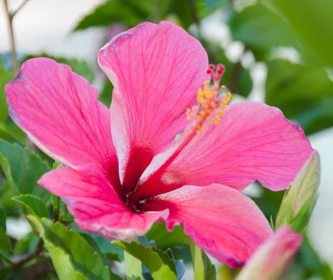 Pink hibiscus flower with yellow stamens, surrounded by green leaves.