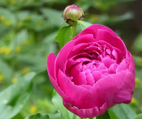 Pink peony flower with a closed green bud, surrounded by blurred greenery.